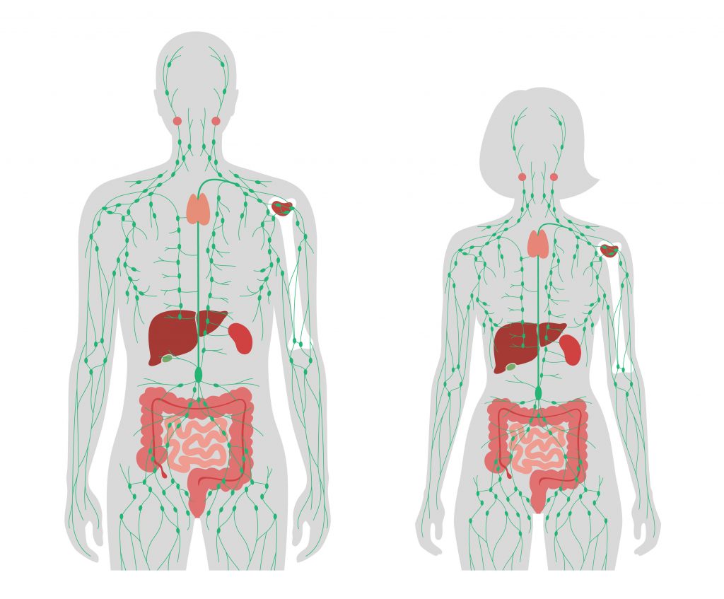Anatomical diagram of the human lymphatic system used to explain Dr. Vodder’s Manual Lymph Drainage (MLD) and its role in cellular-level detoxification and immune health in NYC.